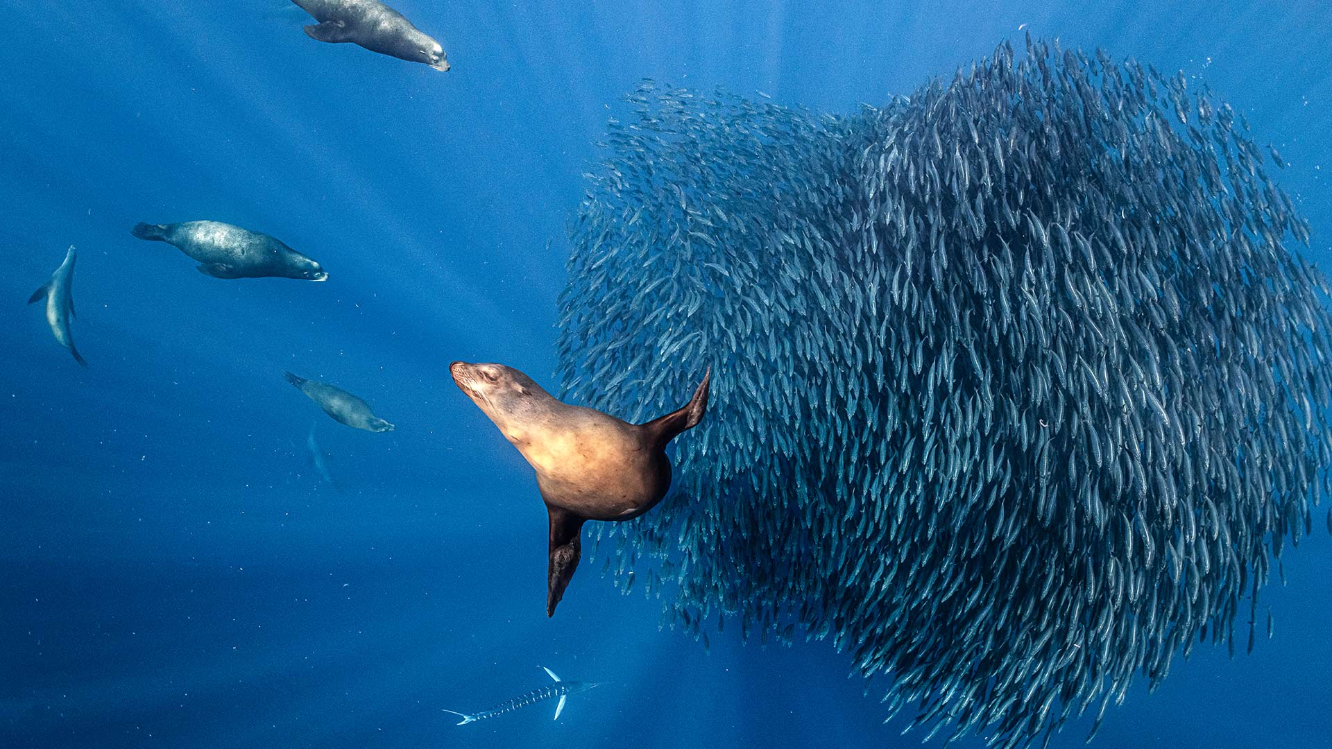 Image Bing de la semaine 37