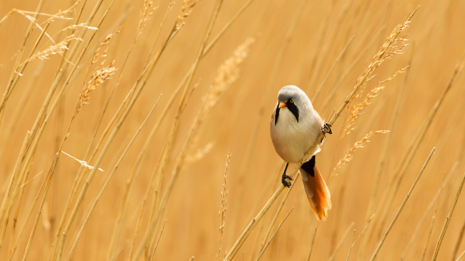 Image Bing de la semaine 40