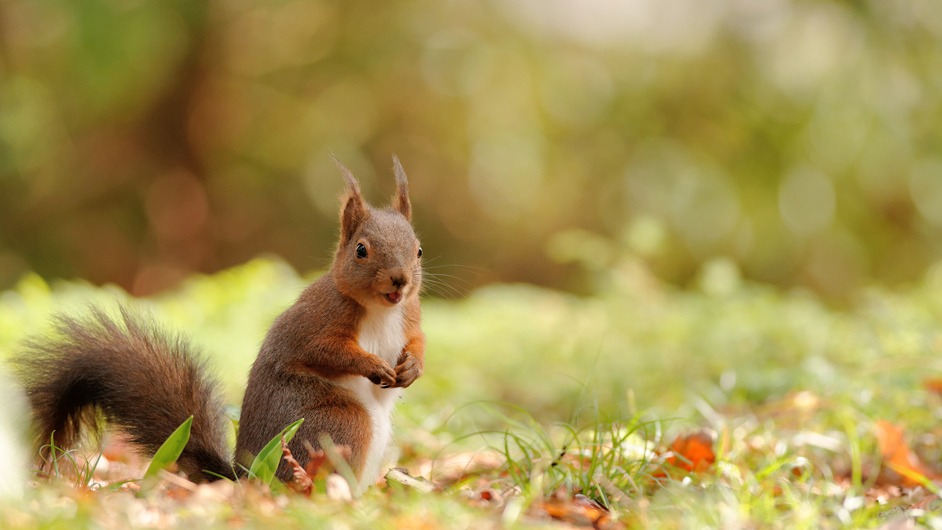 Image Bing de la semaine 42